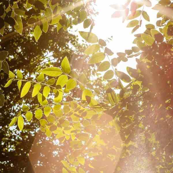 Erdős részlet napfénnyel és levelekkel